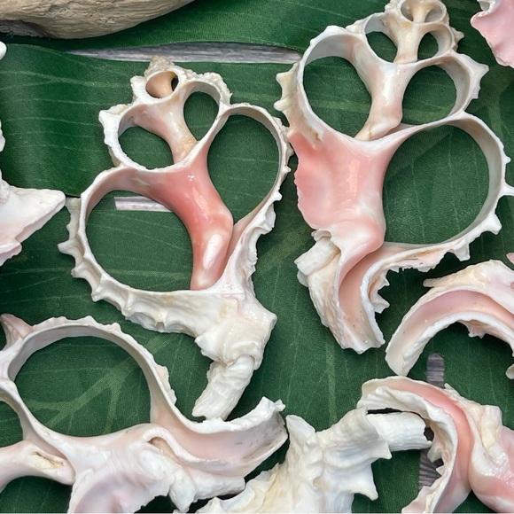 JUST IN- LG PINK MUREX CENTER CUT SHELLS SLICES DIY CRAFTING LOT - Picture 3 of 15